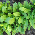 Arugula Seeds - 400+ Fresh Roquette Herb Seeds - Eruca sativa - Non-GMO Garden Planting