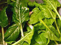 Swiss Chard Seeds - Heirloom Perpetual Spinach, 500+ Non-GMO Seeds for Home Gardening, Beta vulgaris subsp. cicla