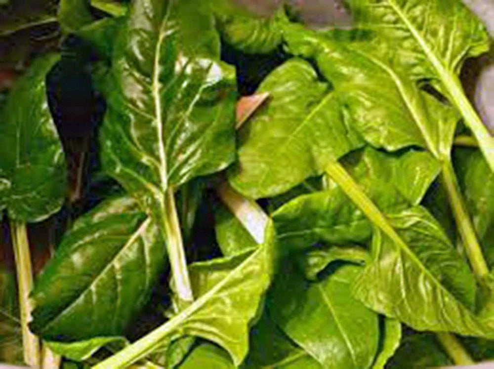 Swiss Chard Seeds - Heirloom Perpetual Spinach, 500+ Non-GMO Seeds for Home Gardening, Beta vulgaris subsp. cicla