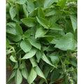 Lemon Basil Seeds - 100+ Heirloom Herb Seeds (Ocimum basilicum) - Aromatic Culinary Herb for Home Gardening