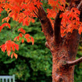 Paperbark Maple Tree Seeds for Planting, Stunning Peeling Cinnamon Bark, Acer griseum
