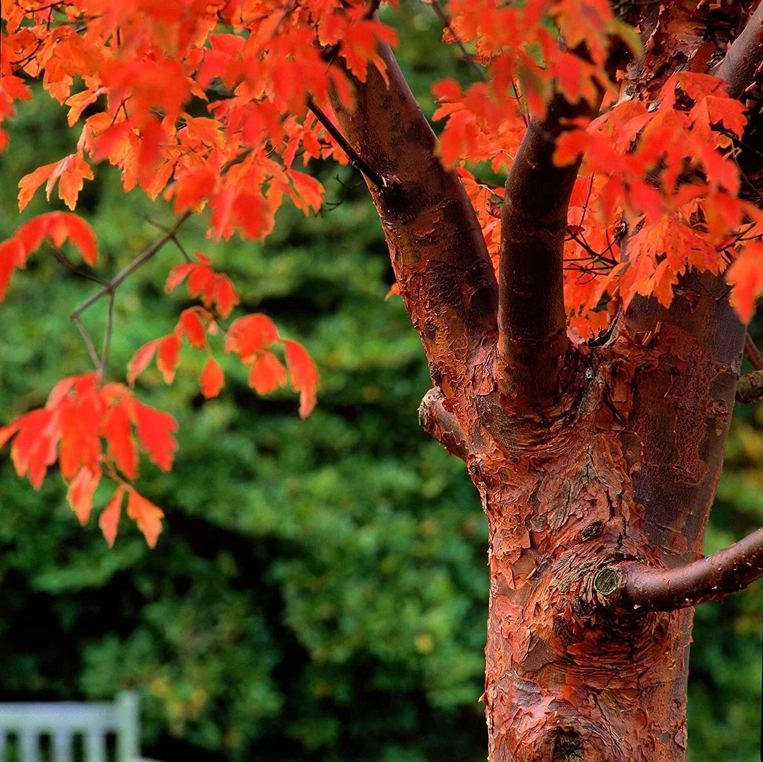 Paperbark Maple Tree Seeds for Planting, Stunning Peeling Cinnamon Bark, Acer griseum