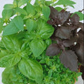 Culinary Basil Seeds - Mixed Variety Non-GMO Kitchen Garden Herbs - 200 Seeds - Aromatic Basil Blend
