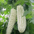15pcs White Pearl Bitter Gourd Seeds - Heirloom Balsam Pear Melon (Momordica charantia)