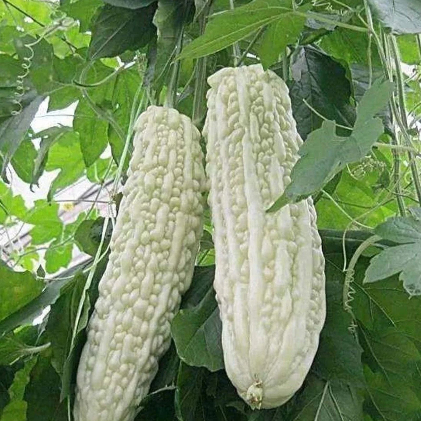 15pcs White Pearl Bitter Gourd Seeds - Heirloom Balsam Pear Melon (Momordica charantia)