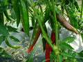 Guajillo Chili Pepper Seeds, NON-GMO, Mexican Cuisine, Capsicum annuum, for Spicy Dishes, FREE SHIPPING