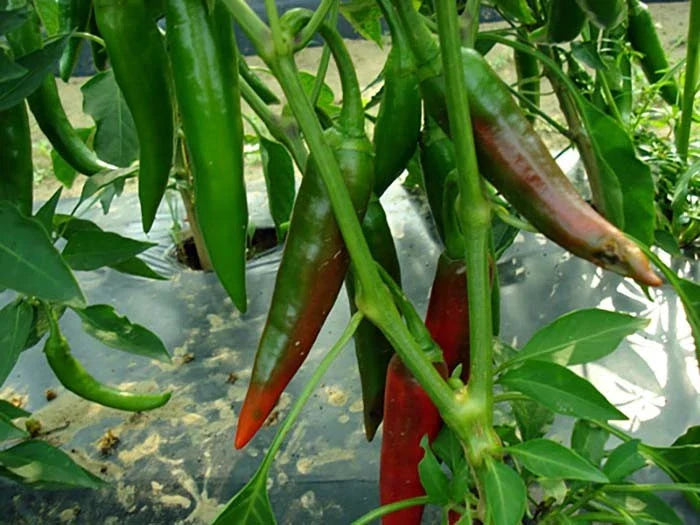 Guajillo Chili Pepper Seeds, NON-GMO, Mexican Cuisine, Capsicum annuum, for Spicy Dishes, FREE SHIPPING