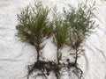 Southeastern Red Cedar Trees Live Seedlings 10-14" Bare Root Saplings (Juniperus virginiana)
