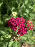 Yarrow Plant - Bare Root Perennial - Pretty Pink Flowers - Achillea Millefolium
