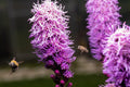 Kobold Dense Blazing Star Seeds - Liatris spicata - 25+ Seeds for Planting - Native Perennial Flower Seeds