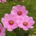 Dwarf Early Rose Cosmos Seeds - 200+ Pack for Garden Planting - Cosmos bipinnatus - USA Seller - Free Shipping