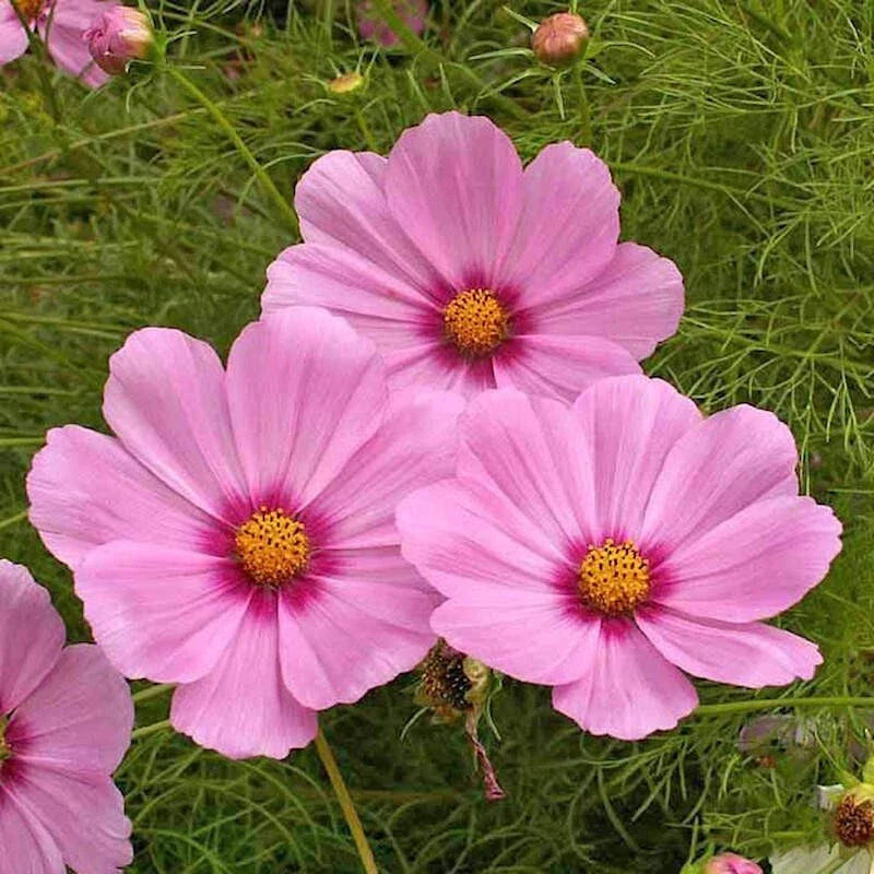 Dwarf Early Rose Cosmos Seeds - 200+ Pack for Garden Planting - Cosmos bipinnatus - USA Seller - Free Shipping