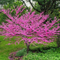Eastern Redbud Tree Seeds - 20+ Seeds, Cercis canadensis, Judas Tree, Mediterranean Variety