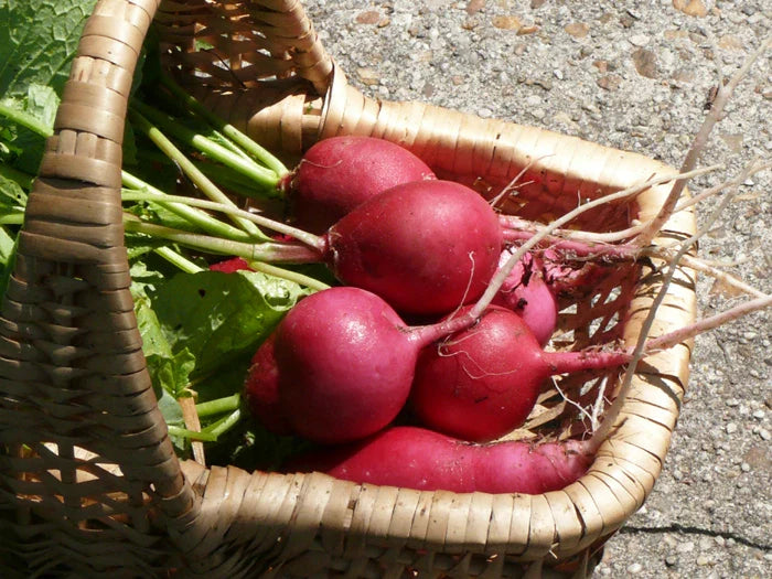 Radish Seeds - German Giant Variety - Fresh Heirloom Radish Seeds - Raphanus sativus