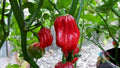 Aji Chombo Hot Pepper Seeds - 25+ Count - Ideal for Garden Planting - Capsicum chinense - USA Grown