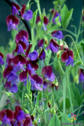 Wild Annual Sweet Pea Seeds - 50+ Pack - Garden Planting - Lathyrus odoratus - USA