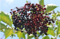 Elderberry Seeds - 100+ Medicinal Heirloom Seeds - Sambucus Nigra - Harvested 12/2024