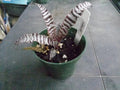 Cryptanthus Thriller Rooted Pup Earth Star Bromeliad - Bare Root Plant