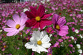 Cosmos Seeds Sensation Mix 100 Ct - Colorful Annual Flower Seeds for Garden - Cosmos bipinnatus - USA Seller, Free Shipping