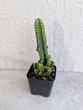Variegated Fairy Cactus Plant - 2 Inch Pot - Healthy Live Cactus - Opuntia microdasys