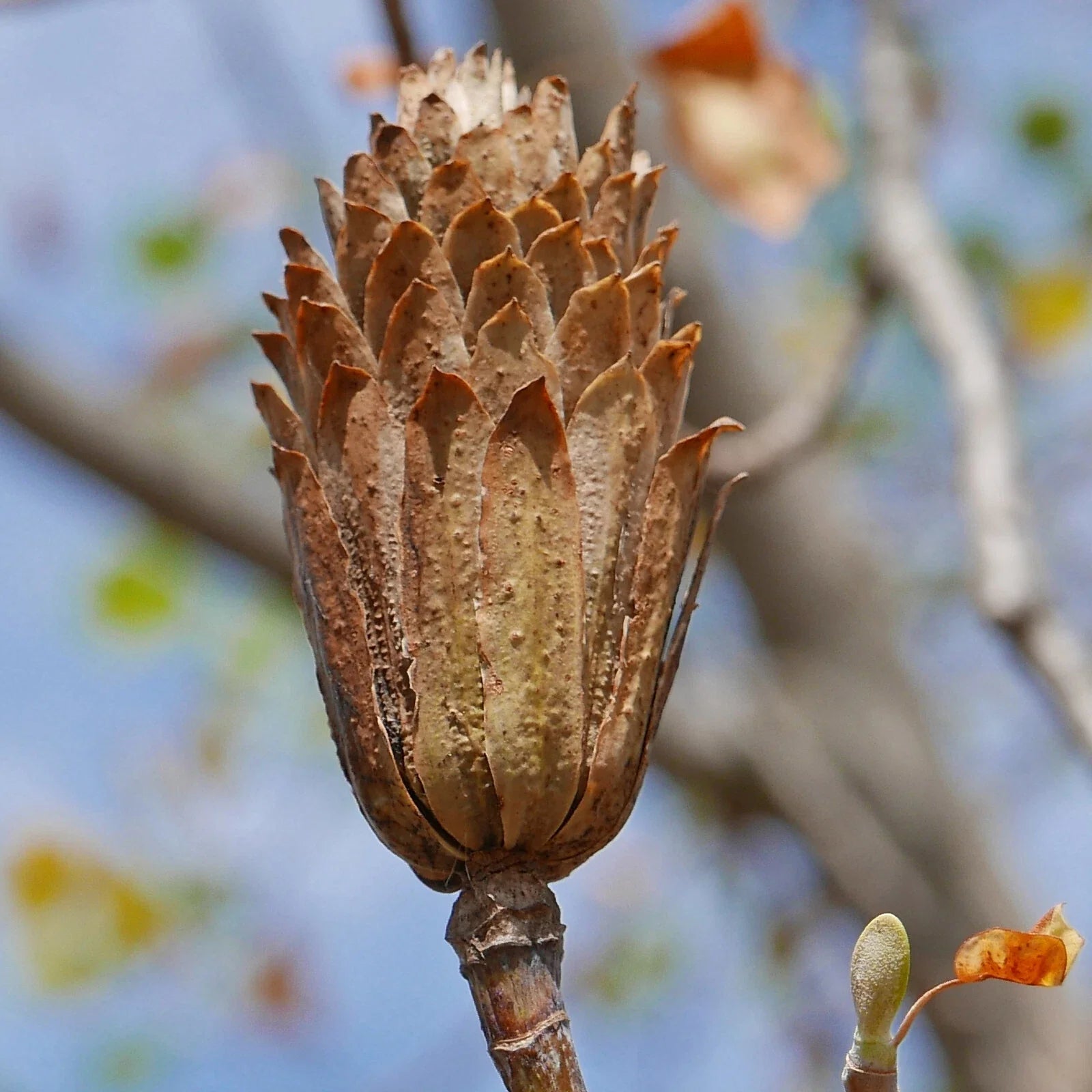 Tulip Tree Seed Pods Samaras - 10 Natural Craft Decorations for Potpourri and Wreaths - Liriodendron tulipifera
