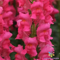 Snapdragon Seeds - 1000+ Potomac Dark Pink - Antirrhinum majus - Garden Flower Seeds - USA Grown