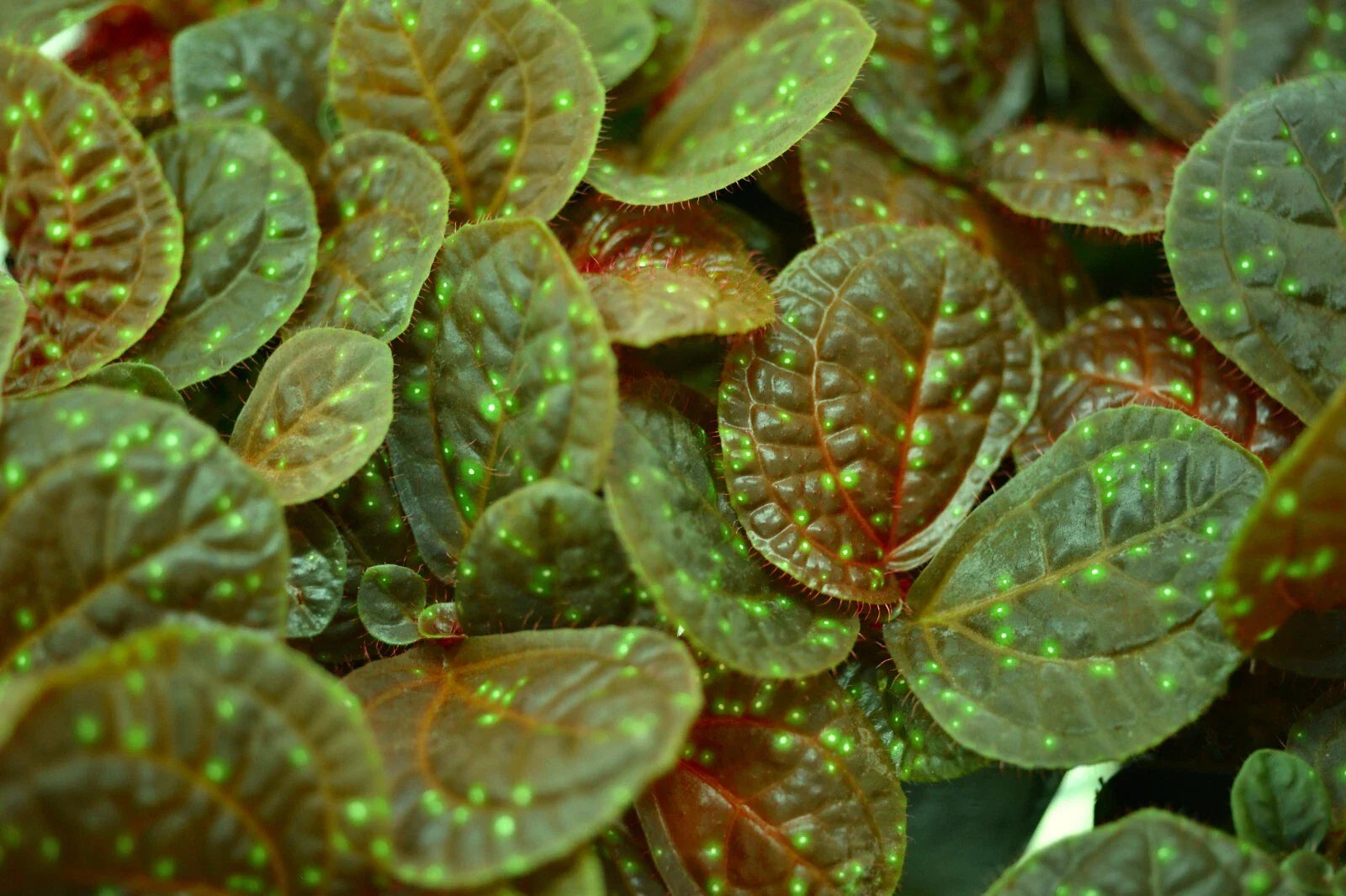 Sonerila sp. Java Terrarium Plant - Rare Melastome Variety, Unique Indoor Plant for Collection