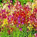 Dwarf Snapdragon Flower Seeds Mix - Toadflax Wildflower Garden Container - Easy to Grow