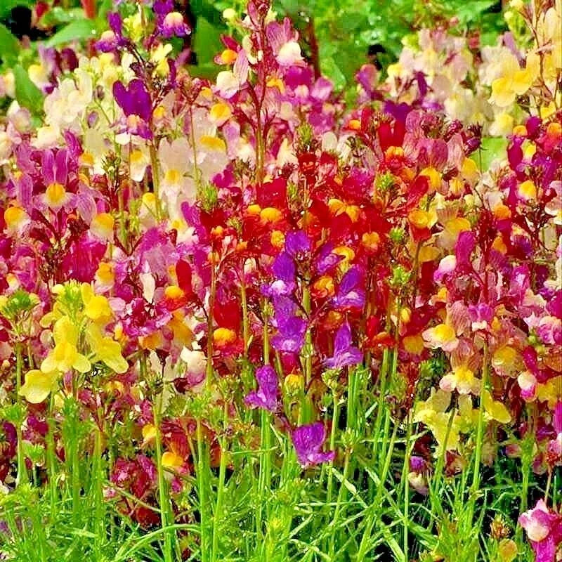 Dwarf Snapdragon Flower Seeds Mix - Toadflax Wildflower Garden Container - Easy to Grow
