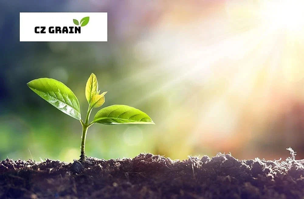 Blue Doll Pumpkin Seeds - 10 Seeds for Planting - Blue Variety - Cucurbita pepo