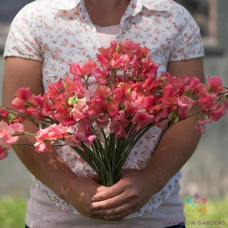 Sweet Pea Seeds - 50+ Elegance Salmon Variety - Lathyrus odoratus - Ideal for Garden - USA - Free Shipping