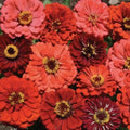 Zinnia Seeds Mix - 100 Organic Berry Tart Seeds - USA Grown, Colorful Garden Flowers, Non-GMO