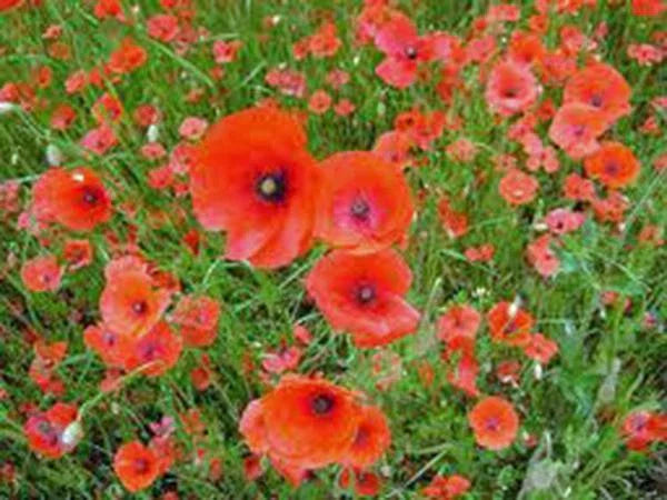 Shirley Poppy Seeds - 500 Bright Red Flower Seeds - Long Lasting Blooms - Papaver rhoeas