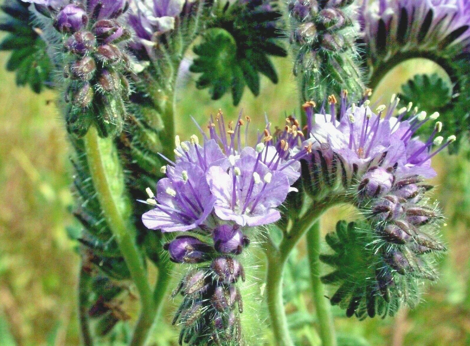 Lacy Phacelia Seeds - 1000+ Native Wildflower for Pollinators, Drought & Heat Tolerance, Cover Crop