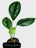 Scindapsus Officinalis Plant in 4" Pot - Rarely Offered Indoor Houseplant