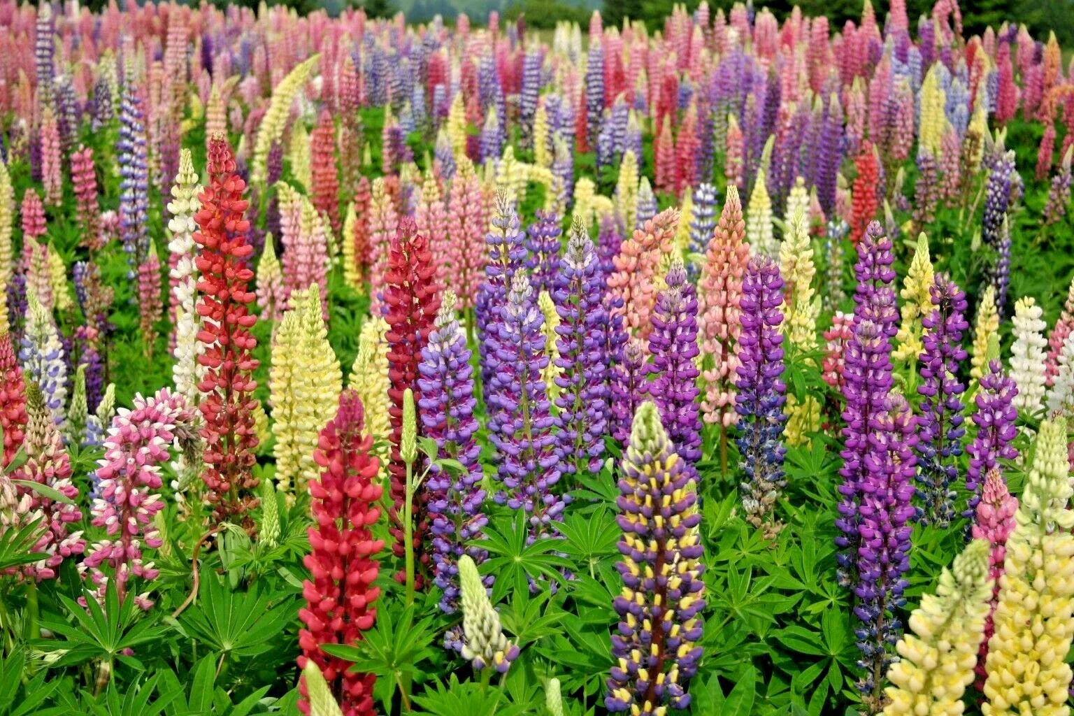 Lupine Seeds - 50+ Russell Mix - Native Wildflower for Pollinators & Cut Flowers - Perennial
