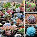 Mixed Succulent Seeds Pack - 100 Seeds of Diverse Varieties - Perfect for Gardening and Indoor Decoration