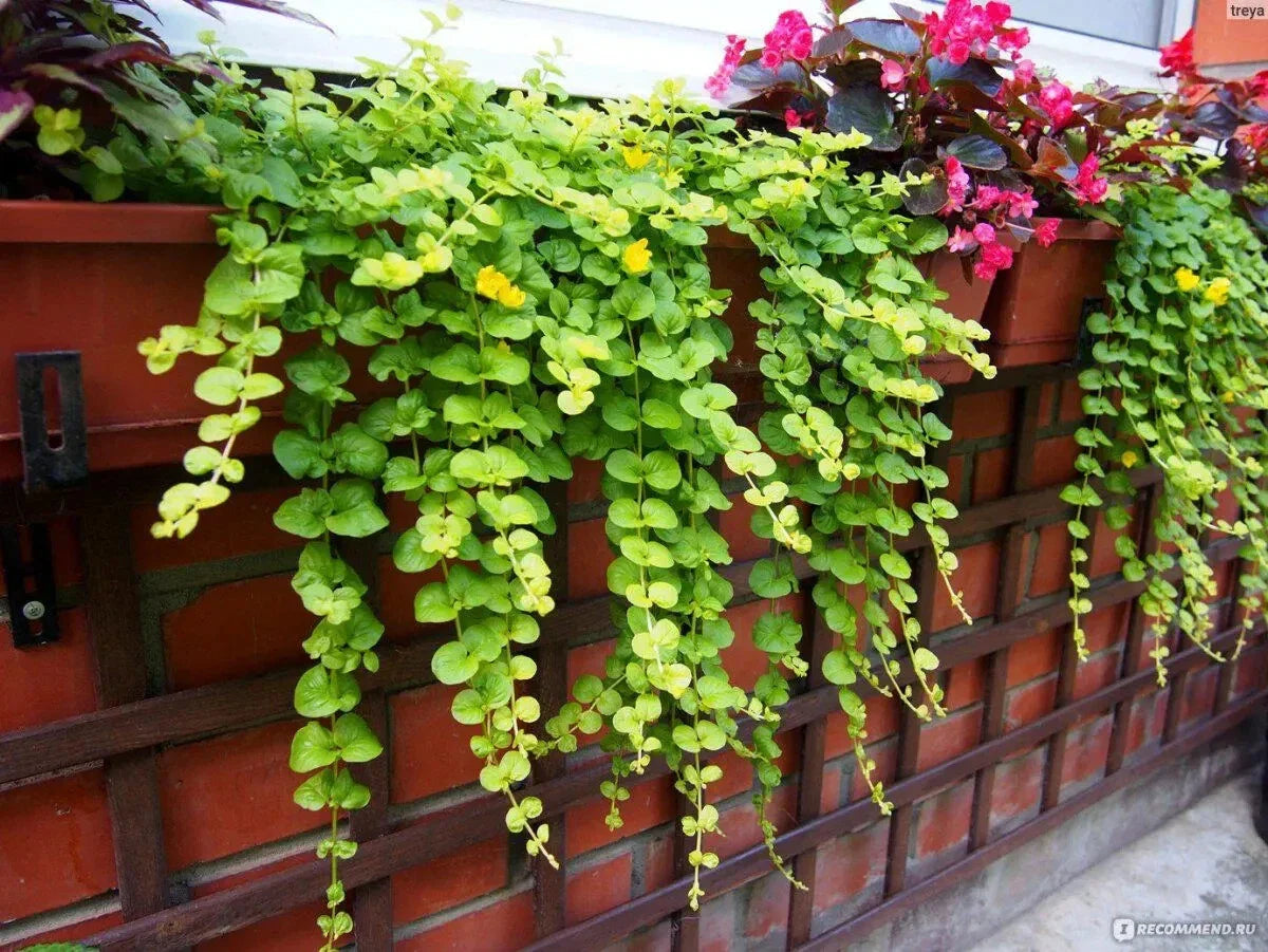 Creeping Jenny Plant - Green Ground Cover - Perennial for Baskets - Lysimachia nummularia