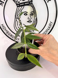 Hoya Paxtonii Plant - Trailing Indoor Houseplant - Wax Plant with Thick Green Leaves - Hoya Species