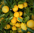 Lemon Tree Seedlings 3"-6" Edible Citrus Fruit Fast Growing Live Plants - Citrus limon