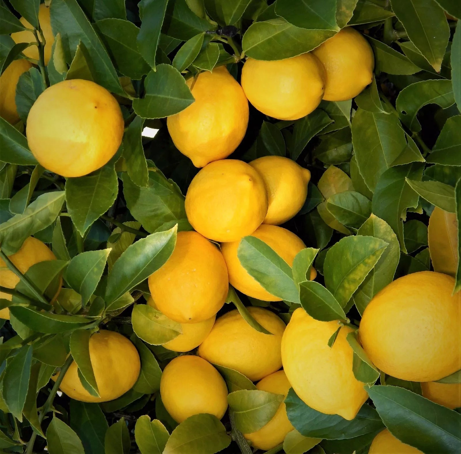 Lemon Tree Seedlings 3"-6" Edible Citrus Fruit Fast Growing Live Plants - Citrus limon