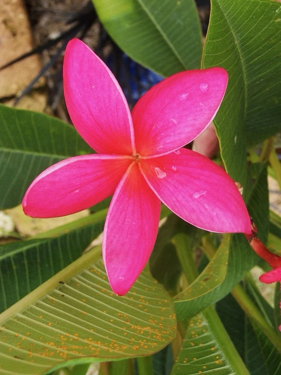Fresh Exotic Pink Plumeria Cuttings 10-12 Inches - Frangipani Plant Cuttings for Propagation and Gardening