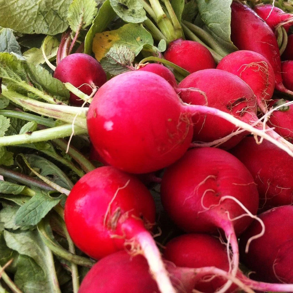 Crimson Giant Radish Seeds - Red German Daikon - Raphanus sativus - Heirloom Vegetable Garden Seeds 2025