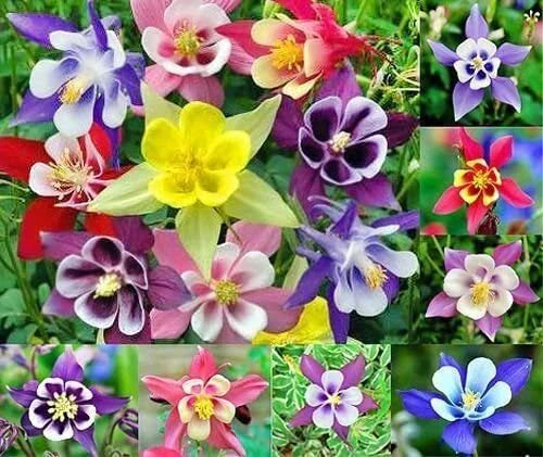 Columbine Seeds - Multicolor, Non-GMO - 100 Seeds, Aquilegia caerulea 'McKana Hybrid'