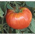 Heirloom Tomato Seeds - 25 Fresh Soldecki Seeds - Organic Polish Variety - Perfect for Gardening