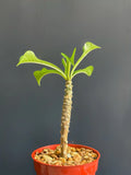 Plumeria Pudica Wedding Bouquet Plant - Tropical White Flowering Specimen in 4" Pot - Frangipani