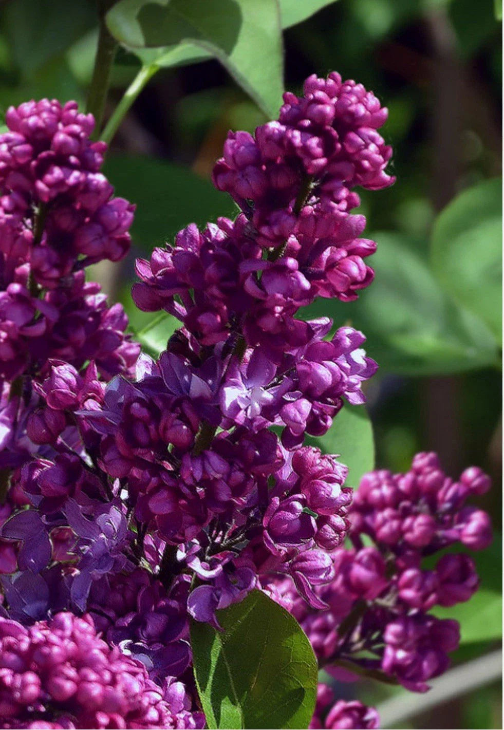 Congo Lilac Starter Plant - 4-8” Well Rooted - Syringa Vulgaris - Fragrant Purple Blooms for Garden or Landscape