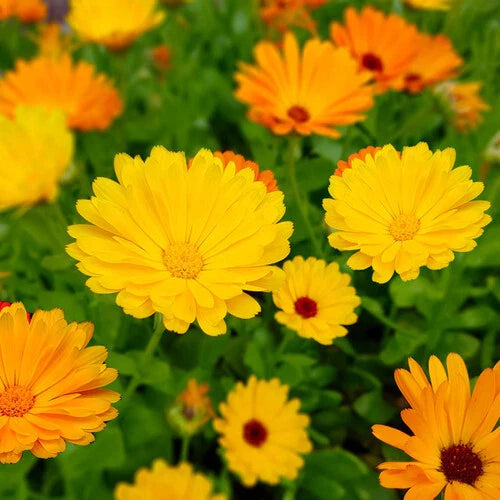 Fiesta Gitana Calendula Seeds | Heirloom Edible Flowers | Organic Gardening | Calendula officinalis