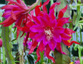 Epiphyllum 'Foxy Lady' Unrooted Cutting - Rare Orchid Cactus - Tropical Houseplant Cutting - Unique Succulent Variety