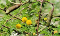 Sweet Acacia Seeds - 20+ Yellow Flower Seeds - Vachellia Farnesiana - Drought-Tolerant Plant for Gardens and Landscaping